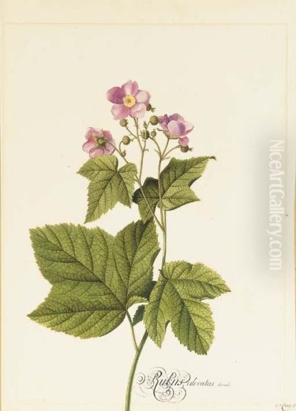 Rubus Odoratus Oil Painting by Georg Dionysius Ehret