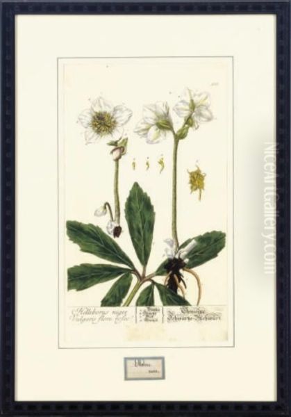 Herbarium Blackwellianum Emendatum Et Auctum: Six Plates Oil Painting by Nikolaus Friedrich Eisenberger