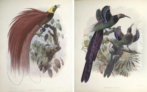 A Monograph Of The Paradiseidae, Or Birds Of Paradise Oil Painting by Daniel Giraud Elliot