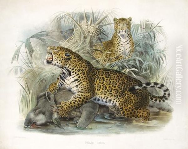 A Monograph Of The Felidae Of Family Of The Cats. Oil Painting by Daniel Giraud Elliot