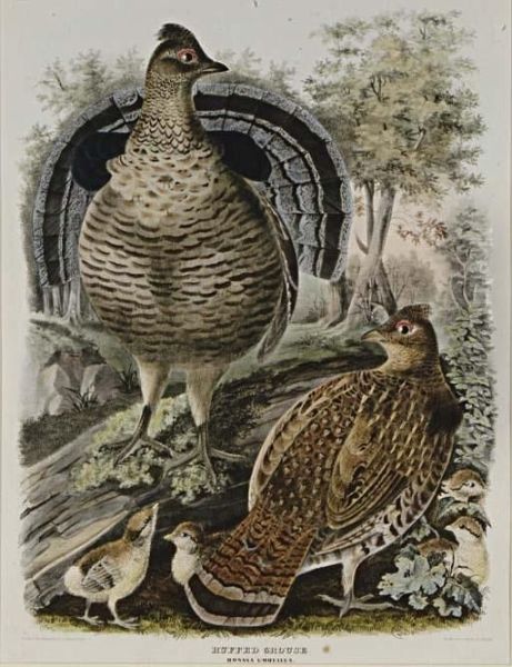 Ruffed Grouse And Common Ptarmigan: Two Plates Oil Painting by Daniel Giraud Elliot