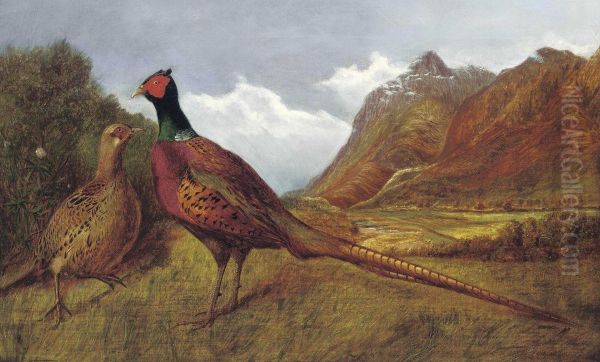 A Cock Pheasant And Hen In A Highland Landscape Oil Painting by Stephen Elmer