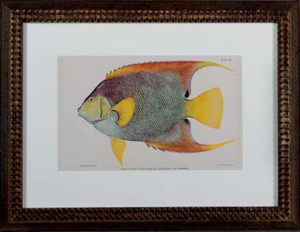 Studies Of Fish Of Puerto Rico In The Caribbean Islands Oil Painting by Dr. Barton W. Ermann