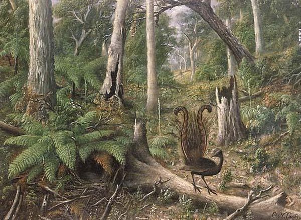 Lyrebird In Amongst Treeferns Oil Painting by Alfred William Eustace