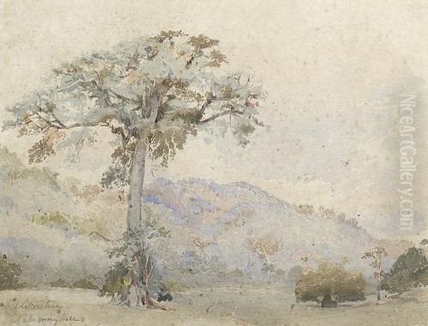 'silk Cotton Tree, Mahogany Hall Plantation' Oil Painting by Lionel Grimston Fawkes