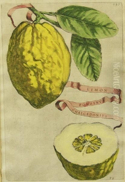 Botanical Studies Of Citrus Fruit, From Hesperides Oil Painting by Giovanni-Battista Camuccini