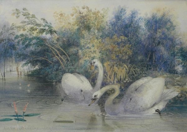 Swans By A Riverbank Oil Painting by Newton Fielding