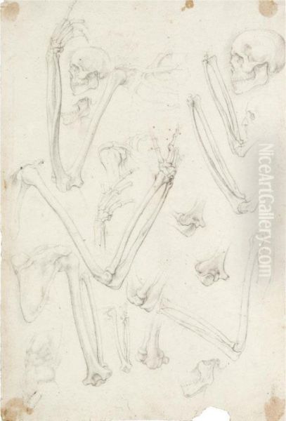 A Sheet Of Studies Of Human Skeletons: Arms And Skulls Oil Painting by Ambrogio Giovanni Figino