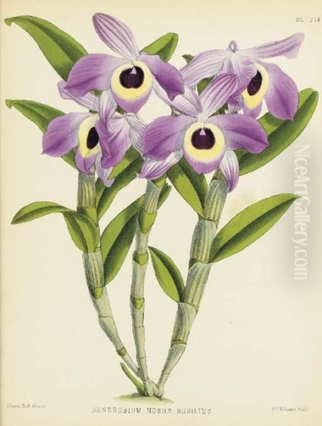 Orchid Album, Comprising Colored Figures And Decriptions Of Newrare And Beautiful Orchidaceous Plants: Six Plates Oil Painting by John Nugent Fitch