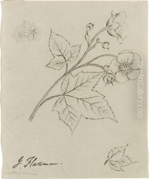 A Pair Of Botanical Studies Oil Painting by John Flaxman