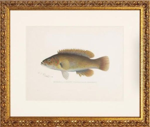 Annual Report Of The Commissioners Of Fisheries, Game And Forests Of The State Of New York: Six Plates Oil Painting by Sherman Foote Denton