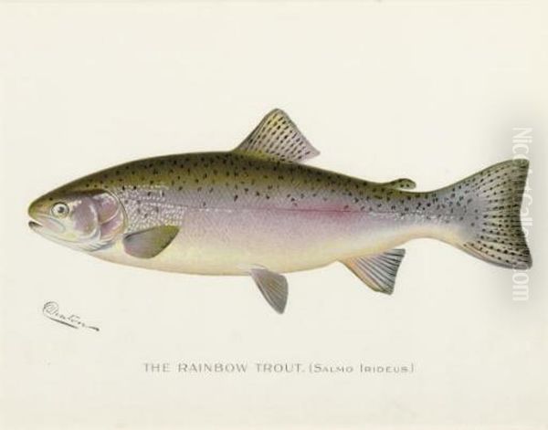 Annual Report Of The Commissioners Of Fisheries, Game And Forests Of The State Of New York: Eight Plates Oil Painting by Sherman Foote Denton