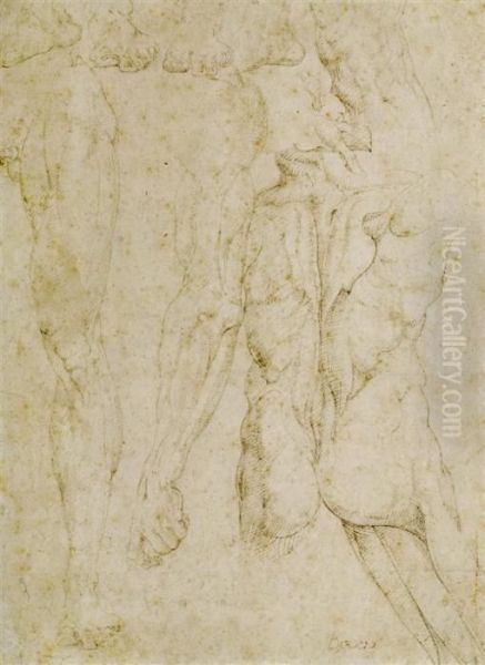 Anatomy Study Sheet Oil Painting by Battista Franco