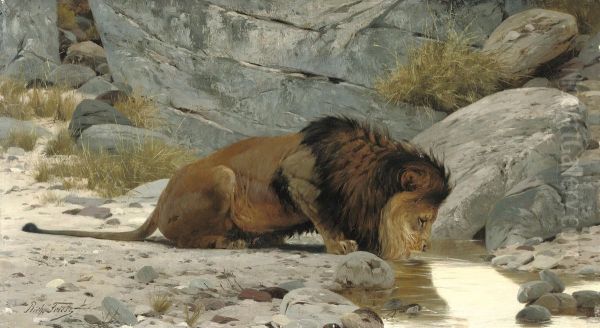 A Lion Drinking From A Watering Hole Oil Painting by Richard Bernhard L. Friese