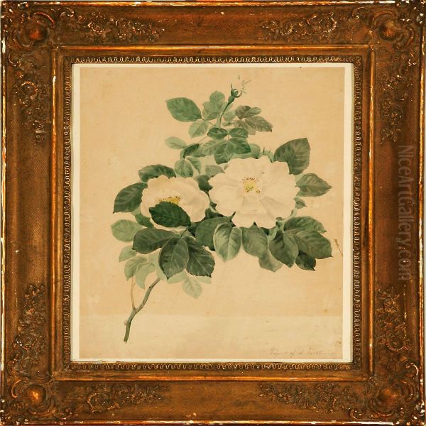 A Rose Branchin Bloom Oil Painting by Niels Fristrup