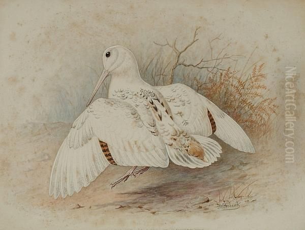 Study Of A White Woodcock Oil Painting by Frederick William Frohawk