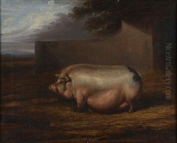 Study Of A Prize Sow Oil Painting by Calvin W. Fryer