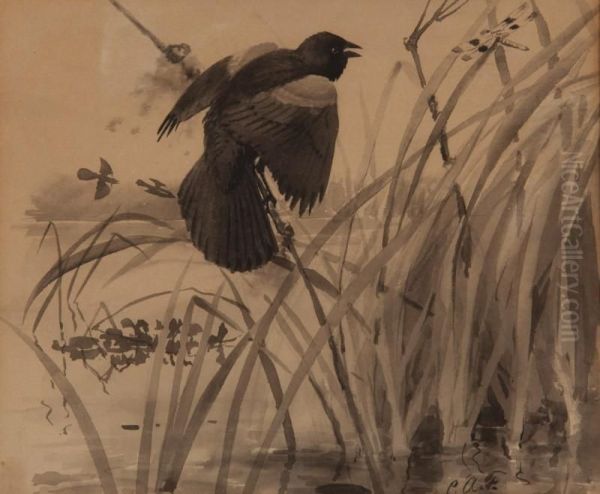 Red-winged Blackbird And Dragonfly Oil Painting by Louis Agassiz Fuertes