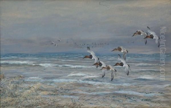 Canvasbacks Oil Painting by Louis Agassiz Fuertes