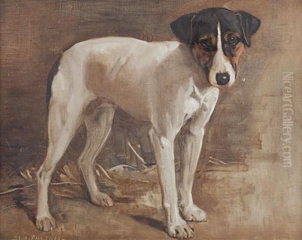 A Parsons Jack Russell (study) Oil Painting by Samuel Fulton