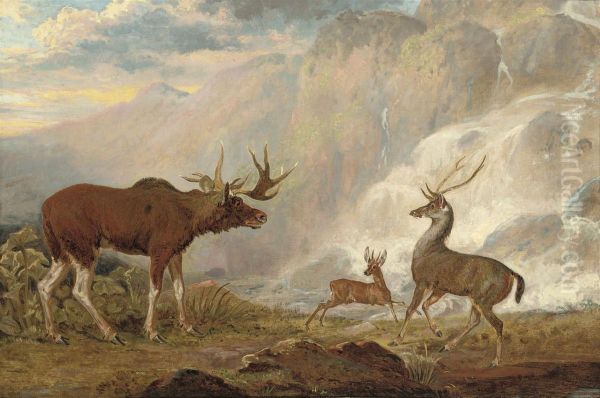 The Earl Of Orford's Elk From Norway Oil Painting by George Garrard