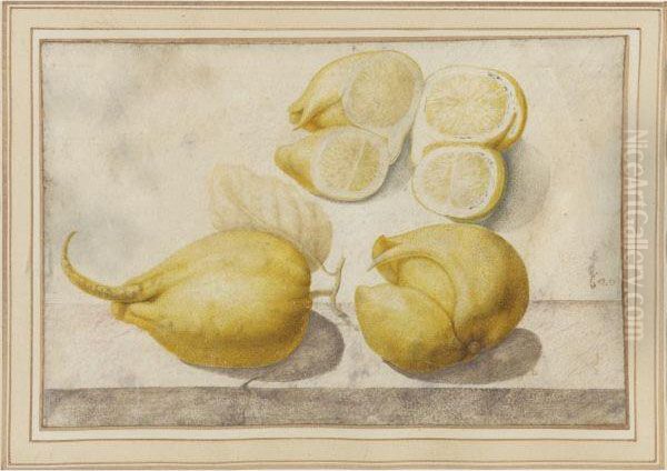 Lemon, Citrus Limon Oil Painting by Giovanna Garzoni