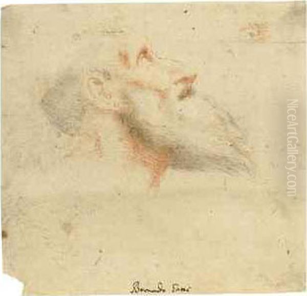 Head Of A Bearded Man Looking Up To The Right Oil Painting by Bernardino Gatti, Il Sojaro