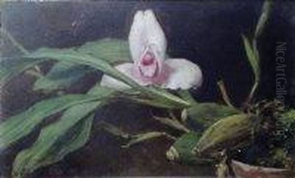 Orchid, Lycaste Skinneri Oil Painting by Walter Gay