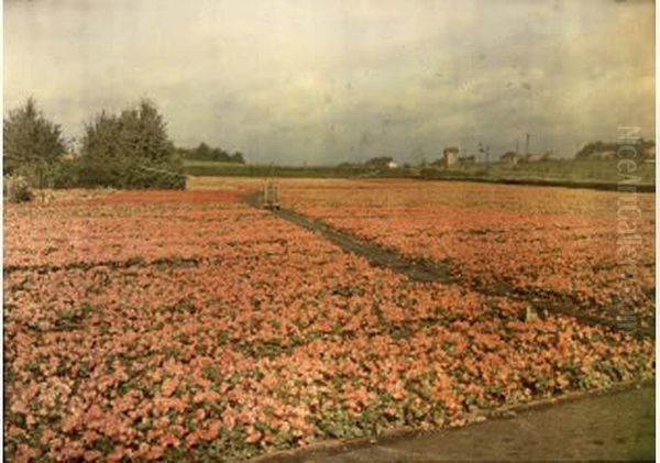 Meirelbeke-station (pres De Gand), Champs De Begonias Multifloras, Circa 1925 Oil Painting by Leon Gimpel