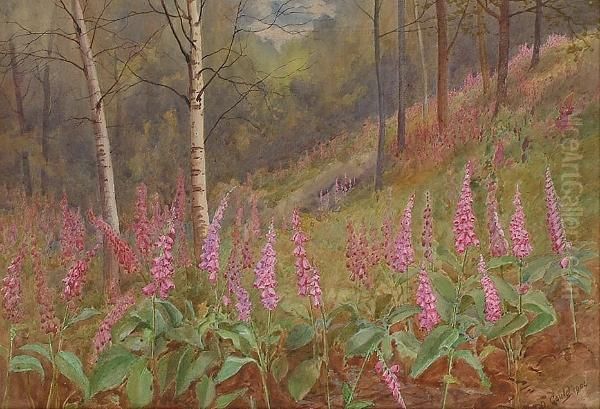 Fox Gloves Among Silver Birches Oil Painting by David Gould