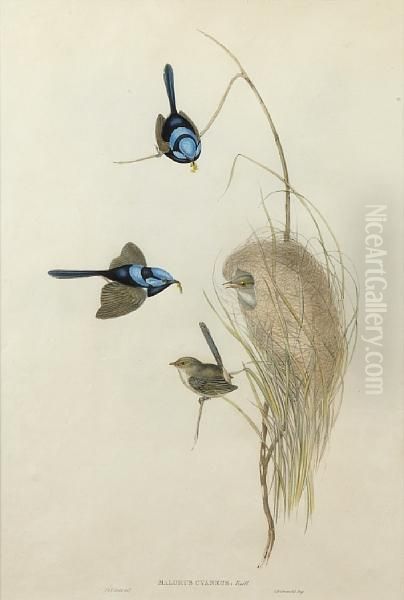 Blue Wren Oil Painting by Elizabeth Gould