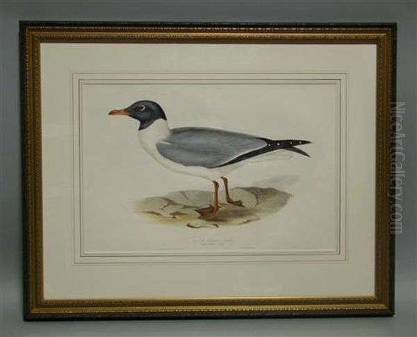 Black-winged Gull Oil Painting by Elizabeth Gould