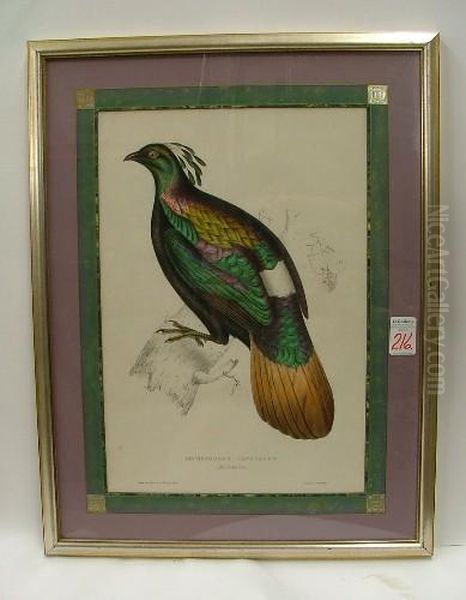 A Male Exotic Bird Oil Painting by Elizabeth Gould