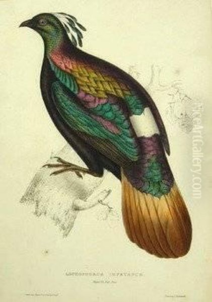 Lophophorus Impeyanus Oil Painting by Elizabeth Gould