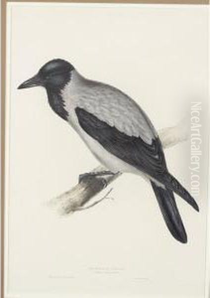 Hooded Crow Oil Painting by Gould John H. & Elizabeth