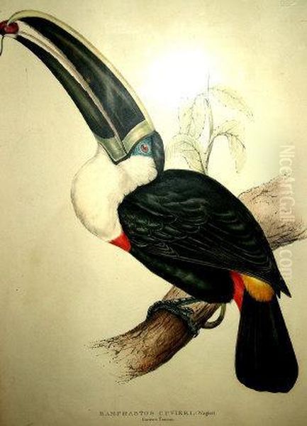 Ramphastos Cuvieri: Cuvier Oil Painting by Gould John H. & Elizabeth