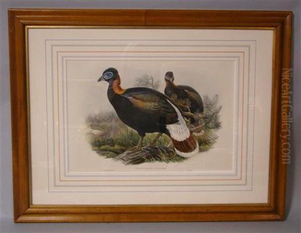 Chalcophasis Sclateri Oil Painting by Gould John H. & Hart William M.