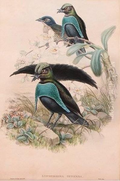 Lophorina Superba And Lophorhina Superba, From Gould's Bird's Of Paradise Oil Painting by Gould John H. & Hart William M.