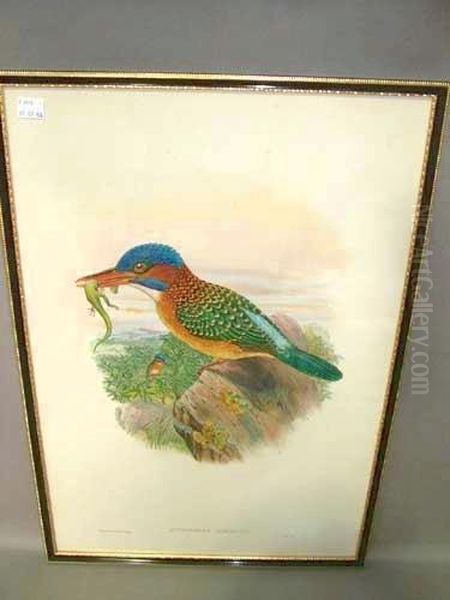 Actenoides Hombroni Oil Painting by Gould John H. & Hart William M.