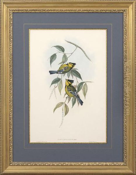 Parus Xanthogenys Oil Painting by Gould John H. & Richter H. Const.