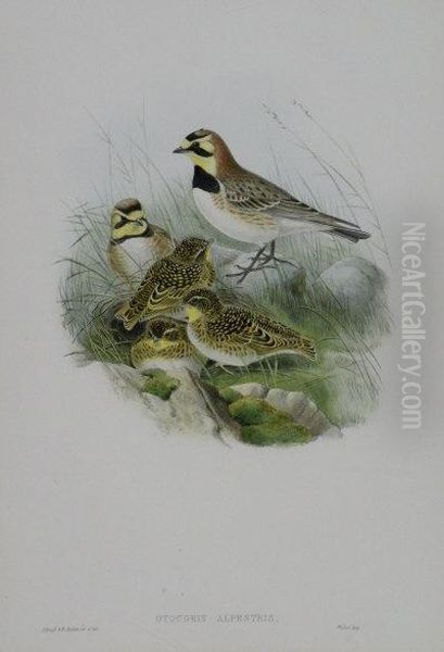 The Shore Lark Oil Painting by Gould John H. & Richter H. Const.