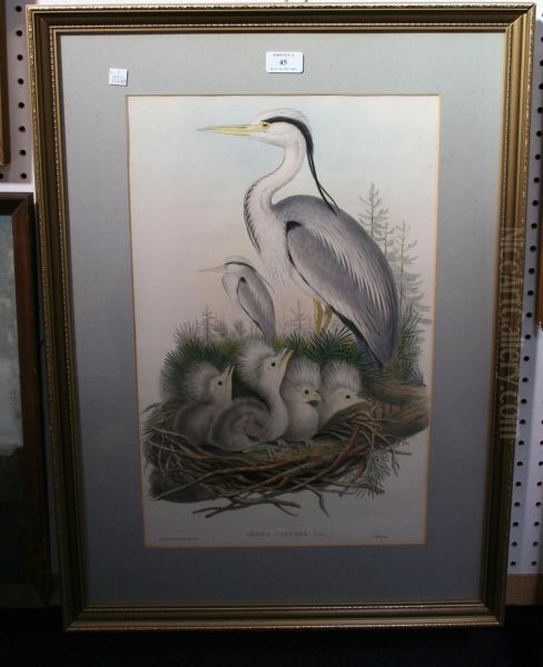 Ardea Cinerea Oil Painting by Gould John H. & Richter H. Const.