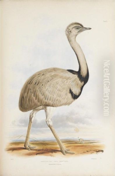 Gleanings From The Menagerie And Aviary At Knowsley Hall. Knowsley Oil Painting by Edward Lear