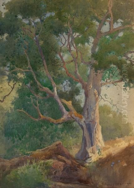 Old Oak Tree by Percy Gray