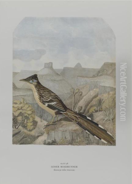 Birds Of The Pacific Slope. Oil Painting by A. Grayson