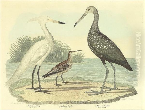 Print Showing Wading Herons Oil Painting by Alexander John Greenlaw