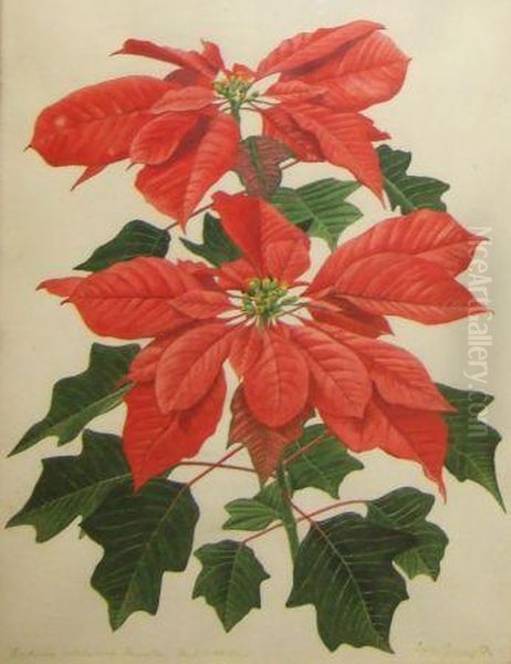 A Poinsettia Oil Painting by Leslie Greenwood