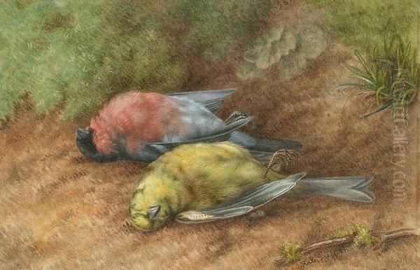 Still Life Of A Chaffinch And Bullfinch Oil Painting by Kate Griffith