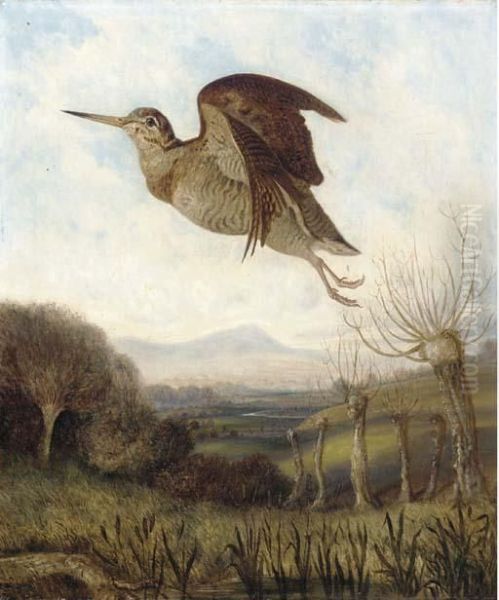 A Woodcock In Flight Oil Painting by C. J. Griffiths