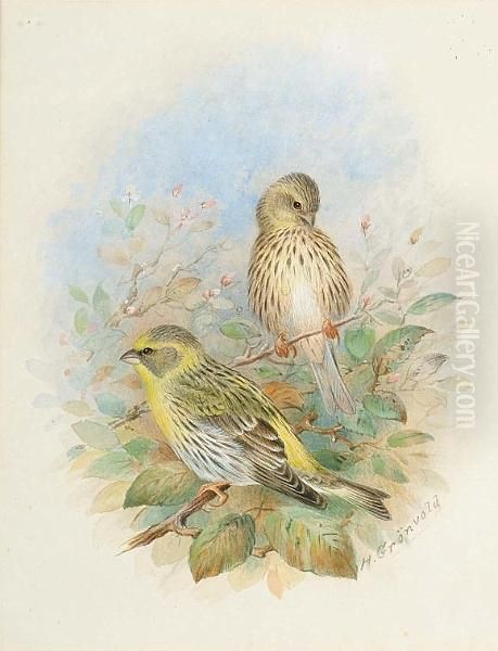 A Pair Of Serin Finches; A Fire-crested Wren; A Pair Of Marsh-tits; A Pair Of Shore-larks Oil Painting by Henrik Gronvold